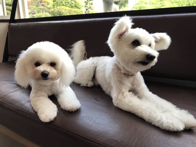 愛犬エピィ&クリィ🐶